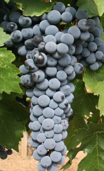 Sadnica — sorta Kaberne Sovinjon