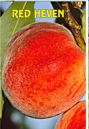 Sadnice Breskve