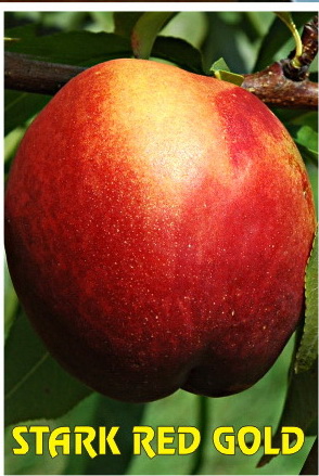 Sadnica — sorta Stark Red Gold