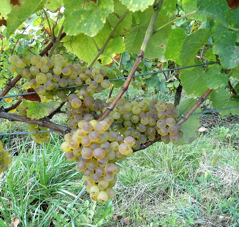 Sadnica — sorta Traminac